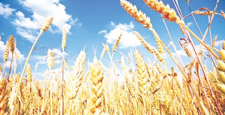 صناديق التحوّط تراهن على صعود القمح بسبب أميركا وحرب الشرق الأوسط