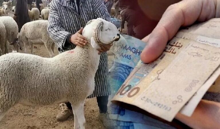 مع انطلاق العد العكسي لموعد عيد الاضحى ، هذه قراءات المغاربة و توقعاتهم لاسعار الاضاحي خلال الايام القادمة