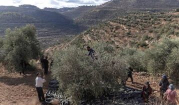 فتوى دينية إسرائيلية تشرعن سرقة الزيتون الفلسطيني في الضفة